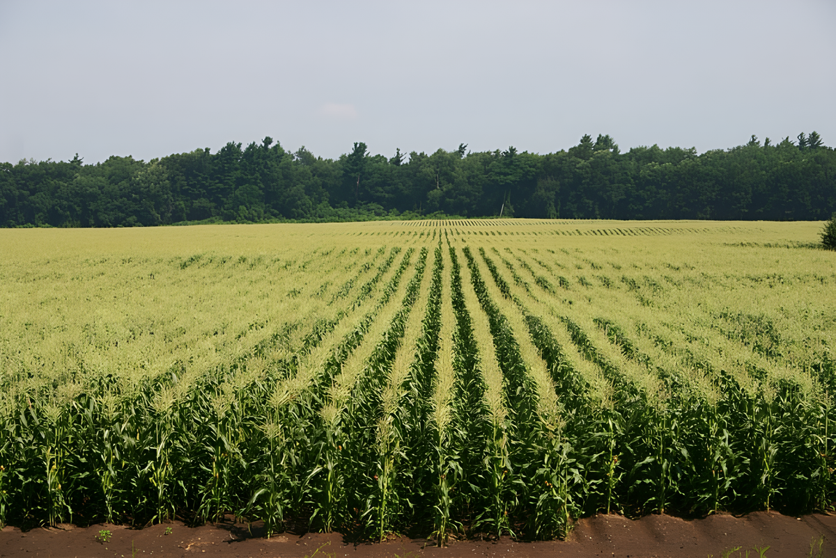 What is Hemp Hurd? Different Parts of Hemp Explained
